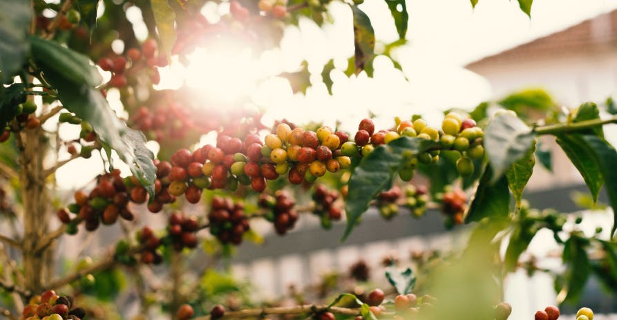 food growing on vines with sunlight