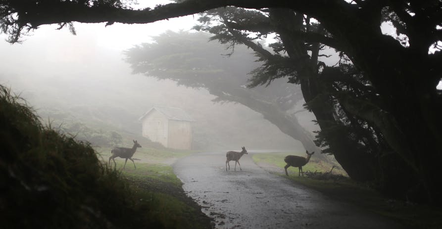 deer crossing in forest
