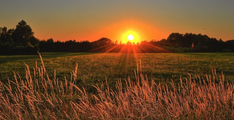 coucher de soleil dans un champ de blé