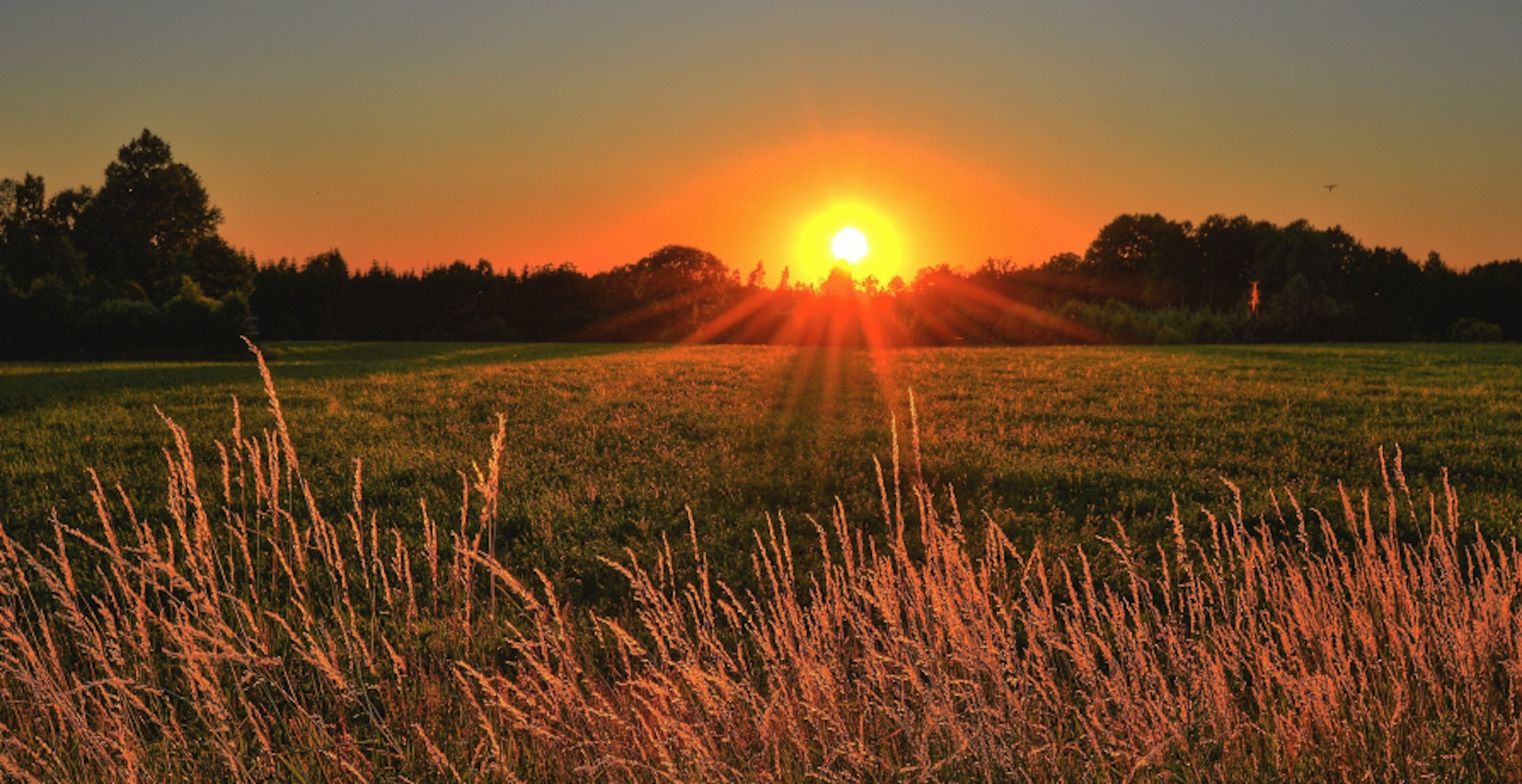 coucher de soleil dans un champ de blé