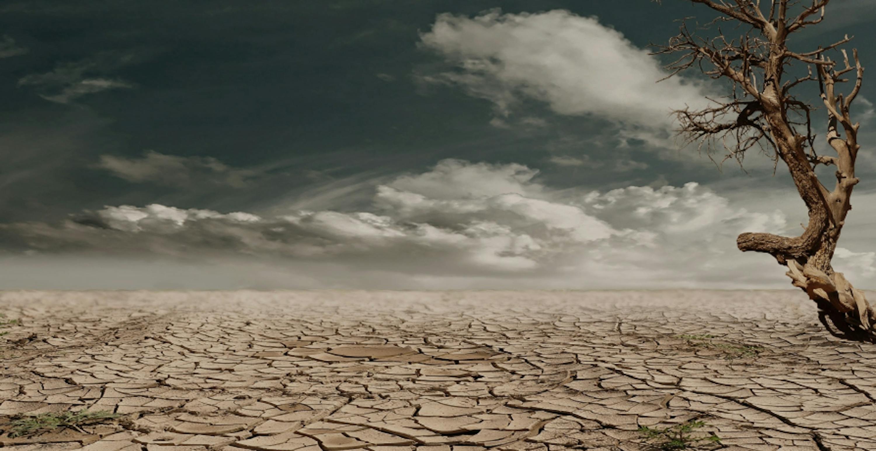 barren and dry landscape with dead tree