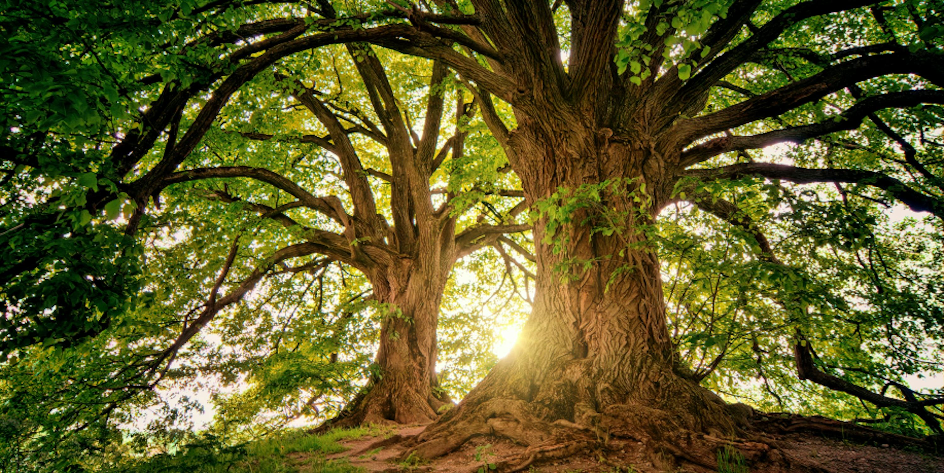 trees with long branches