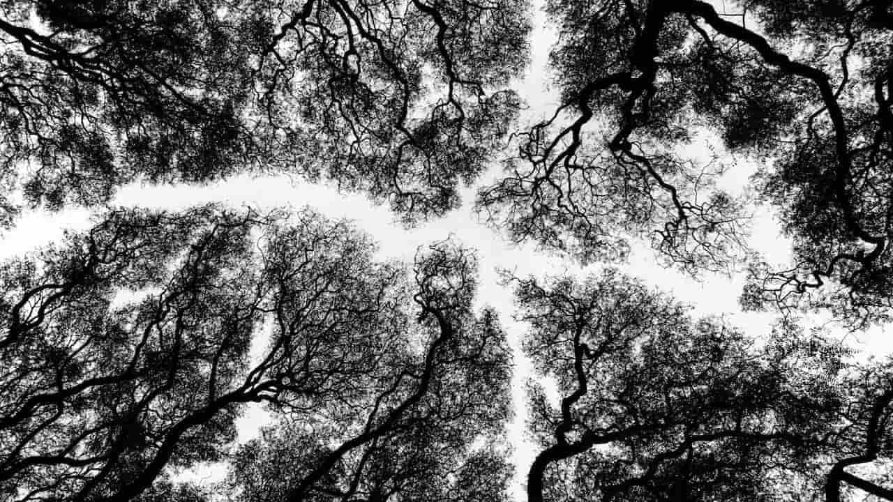 Monochrome Treetops Seen from Below