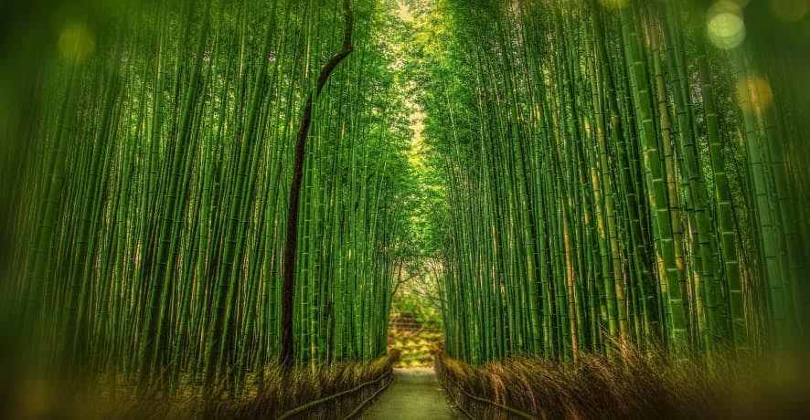 bamboo forest