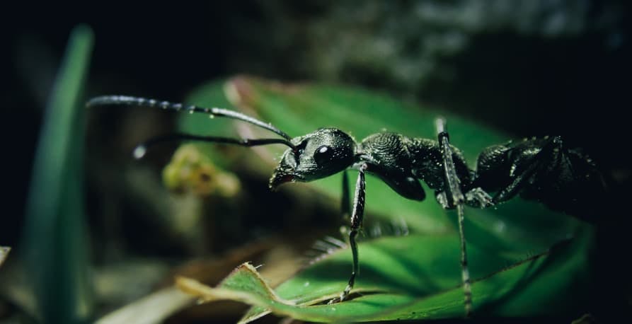 giant ant on a leaf