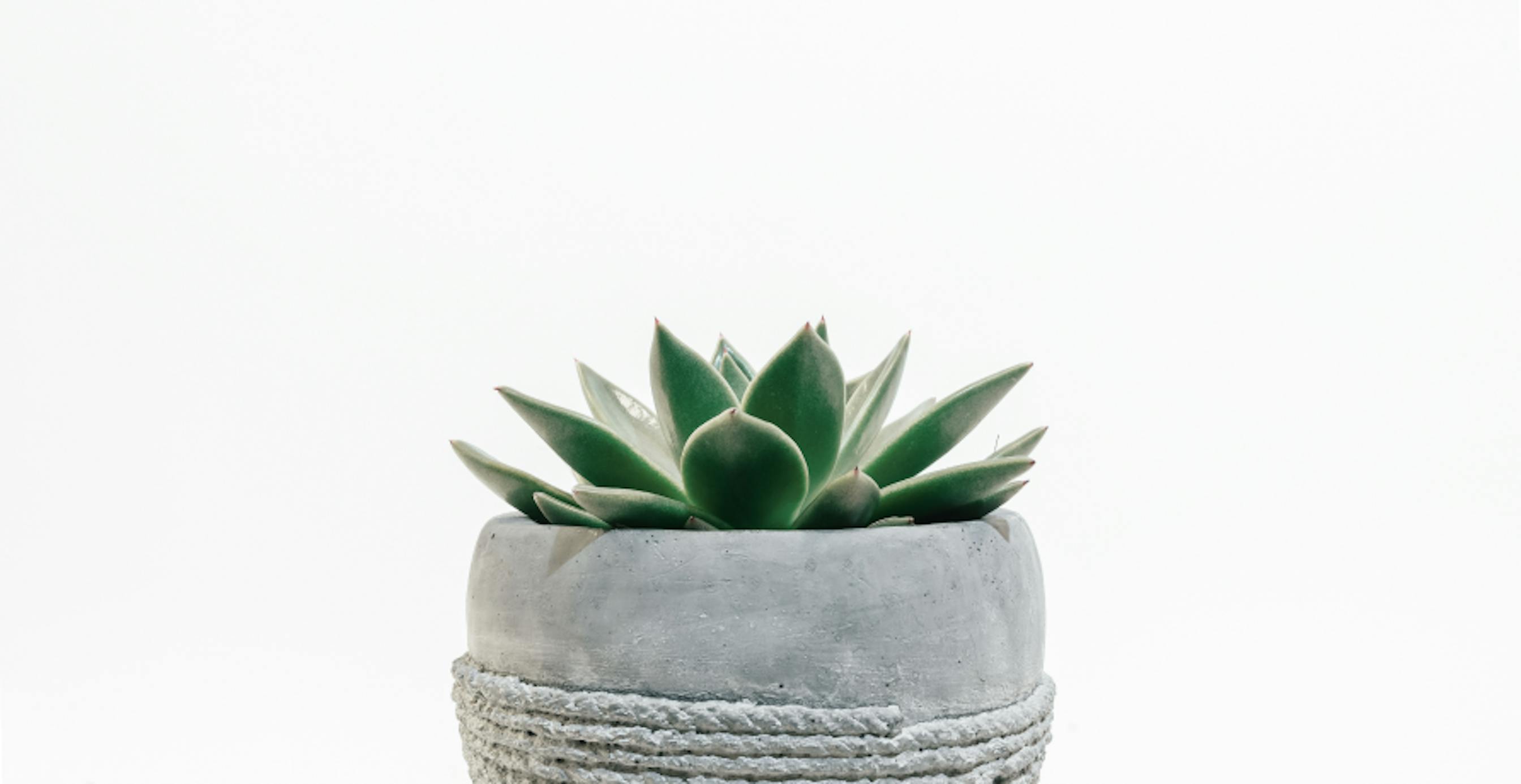 potted plant