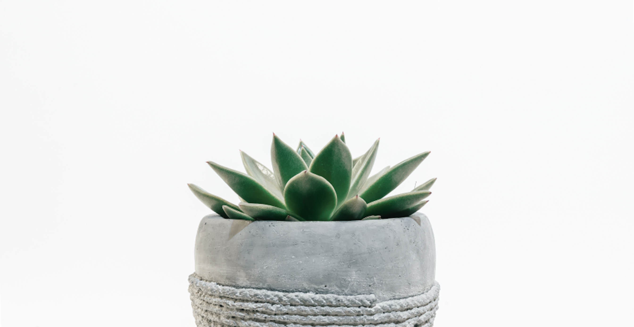 potted plant