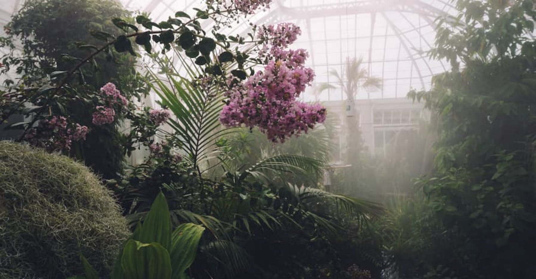 greenhouse pink flowers