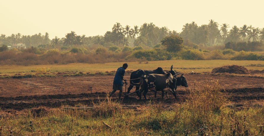 African farmer ploughing dry land