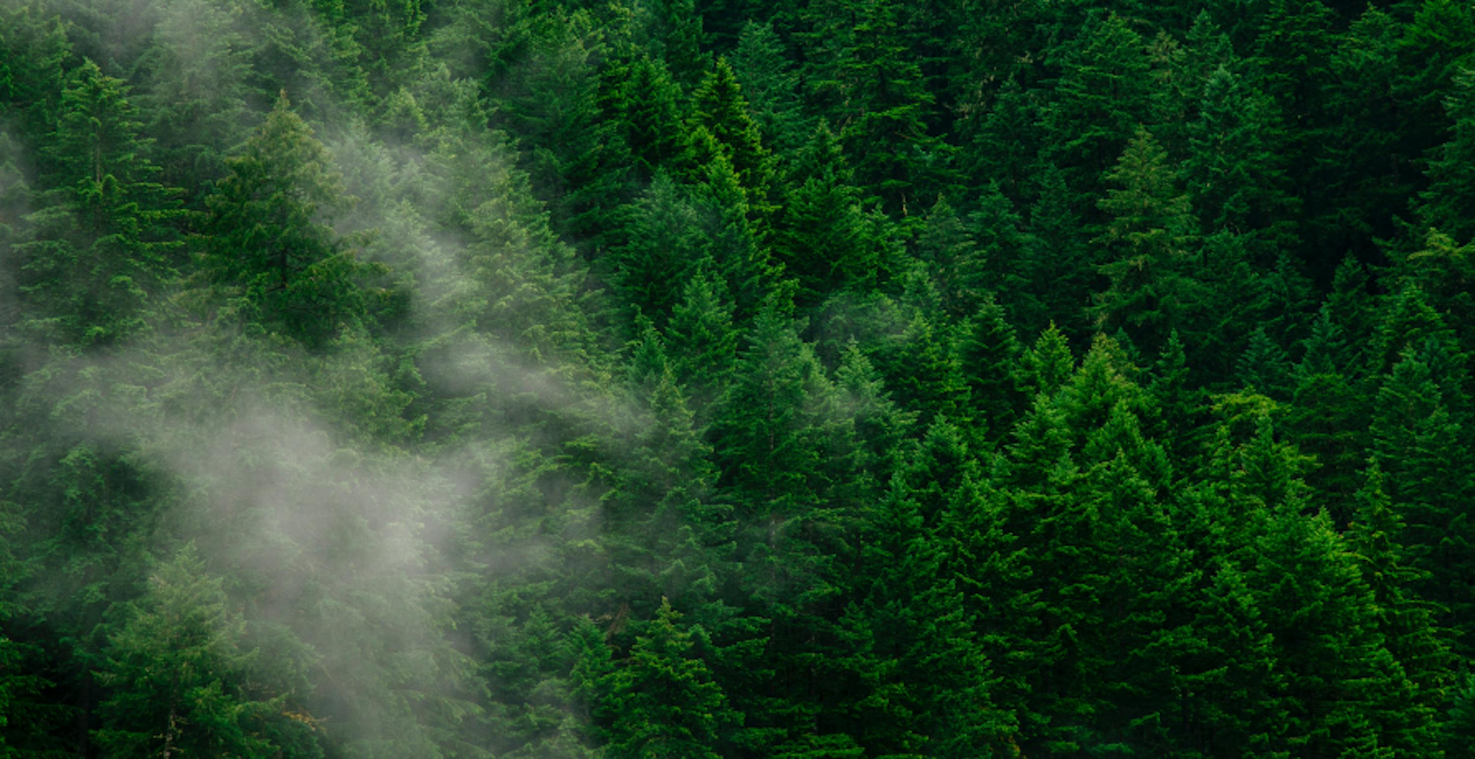 forêt vue du ciel