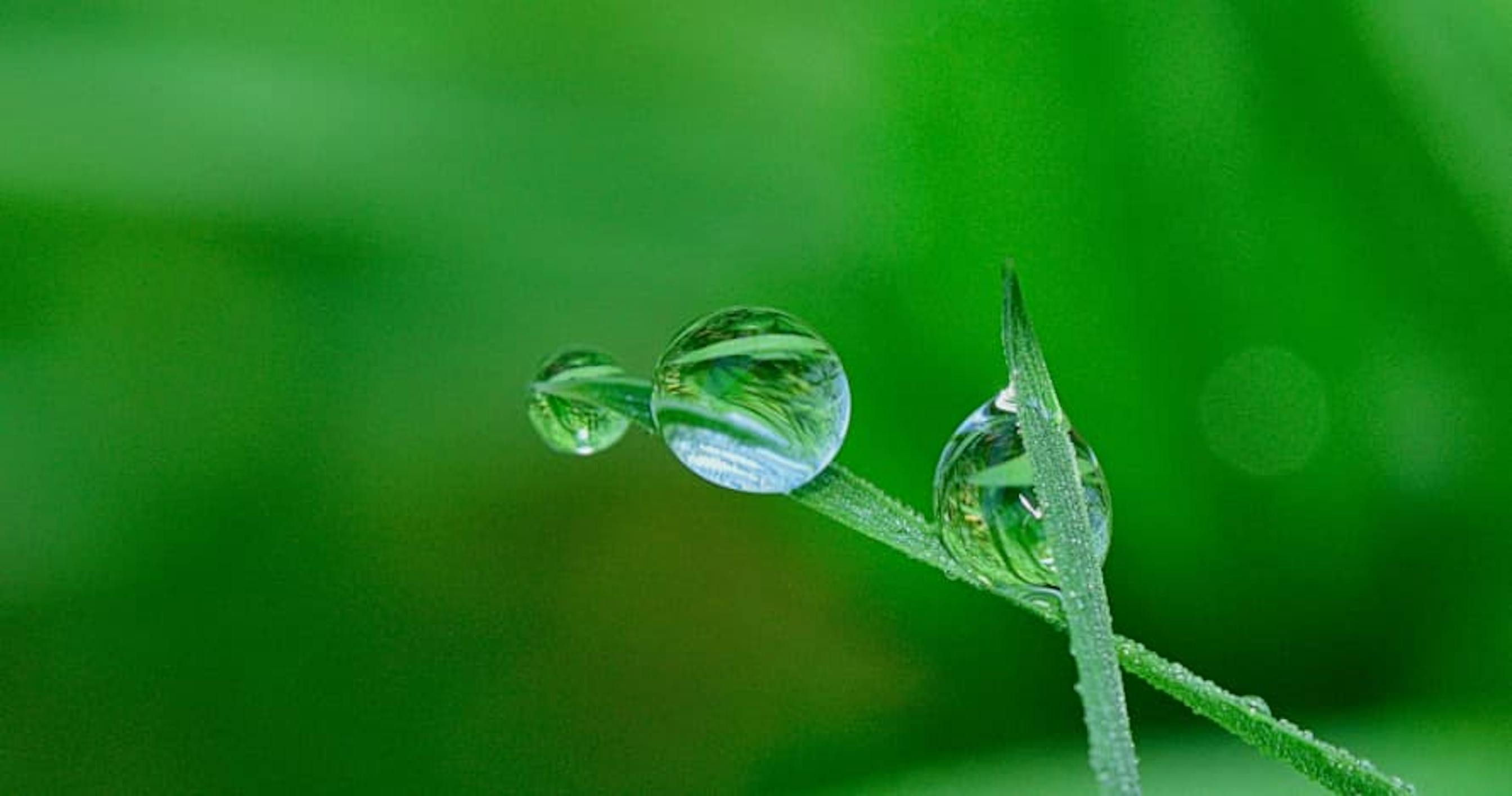 raindrop on grass
