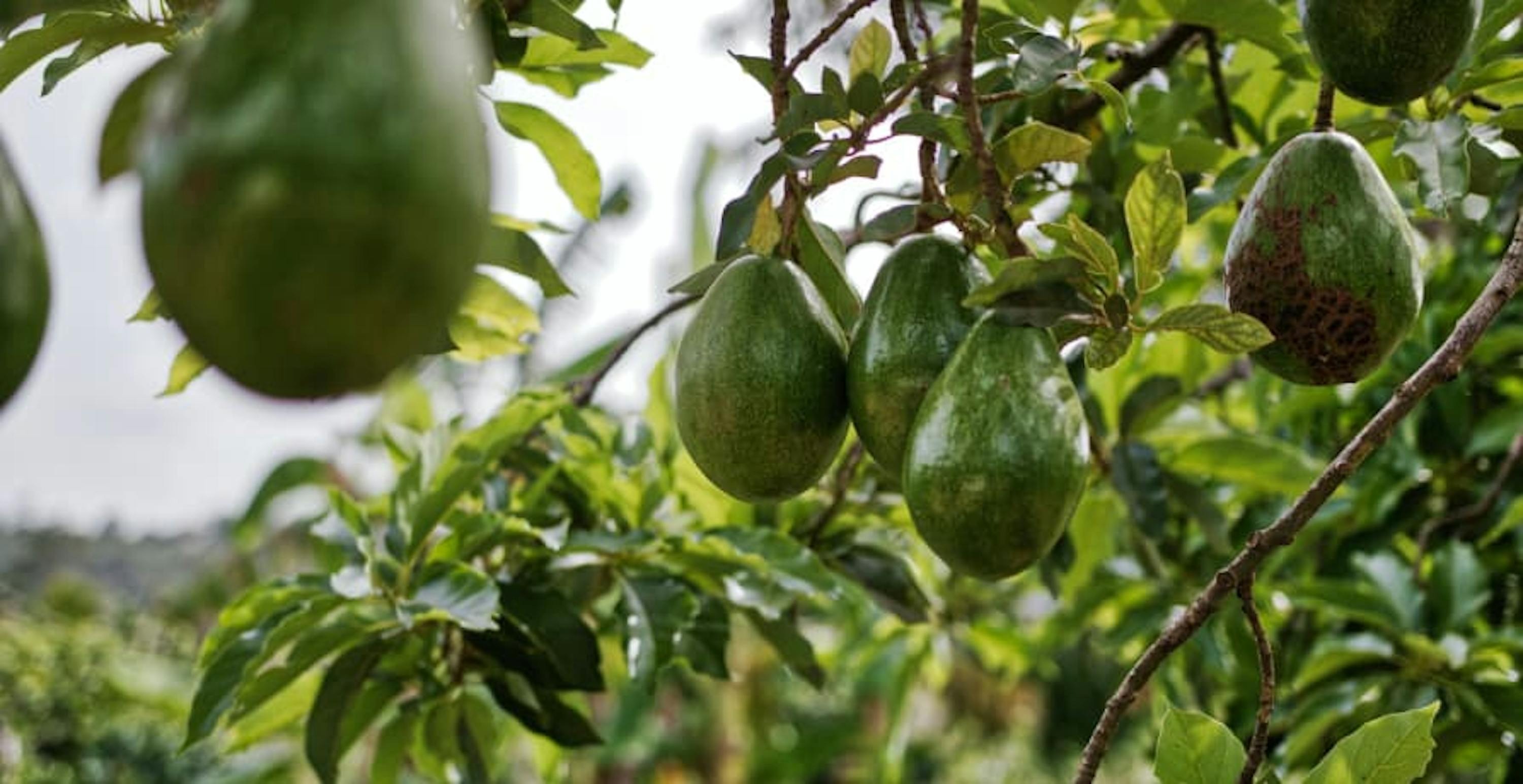 avocado trees