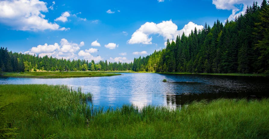 green forest with blue bloudy skies and lake