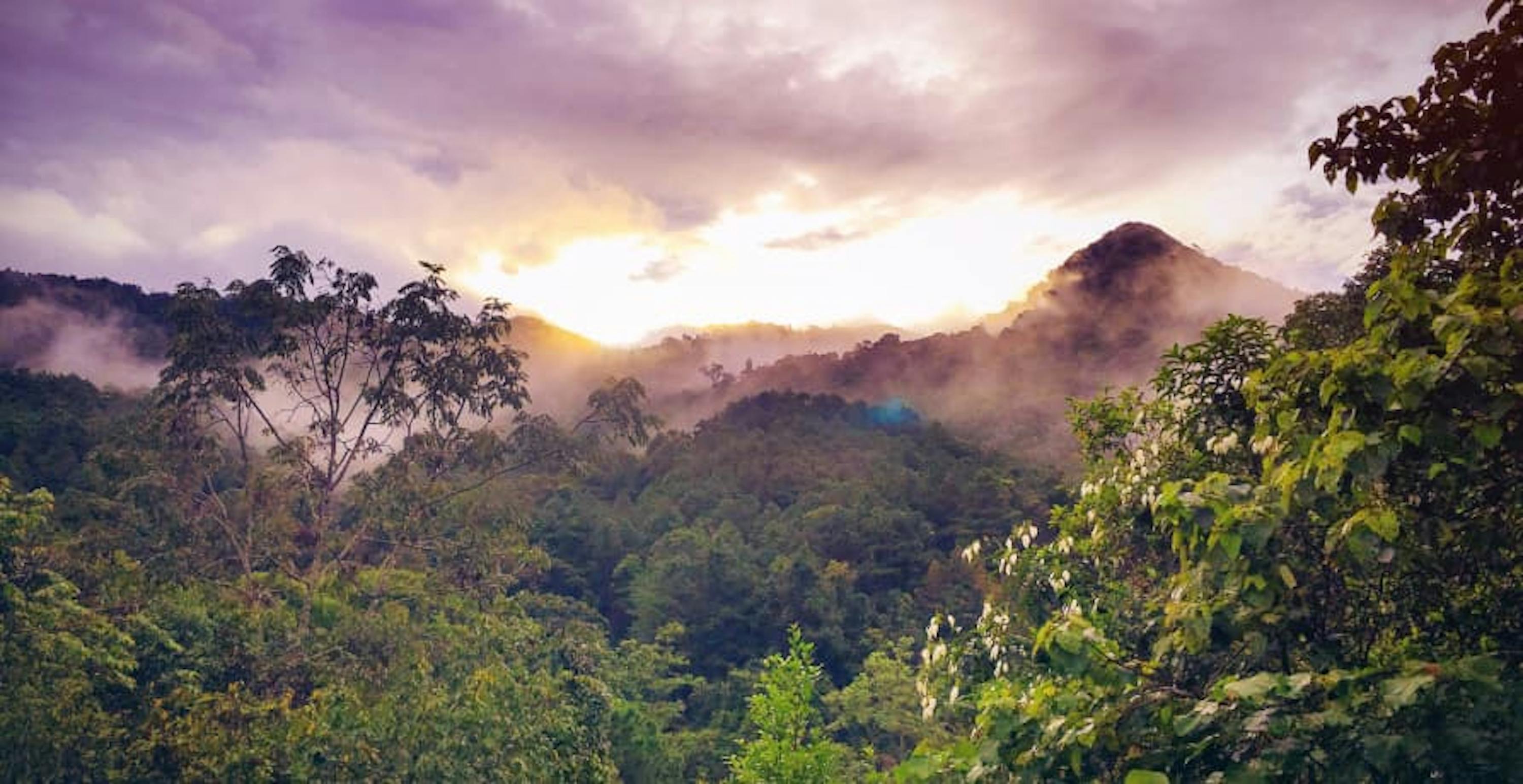 Landscape view of jungle with sunset and mist