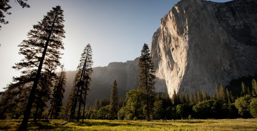 mountains and forest trees