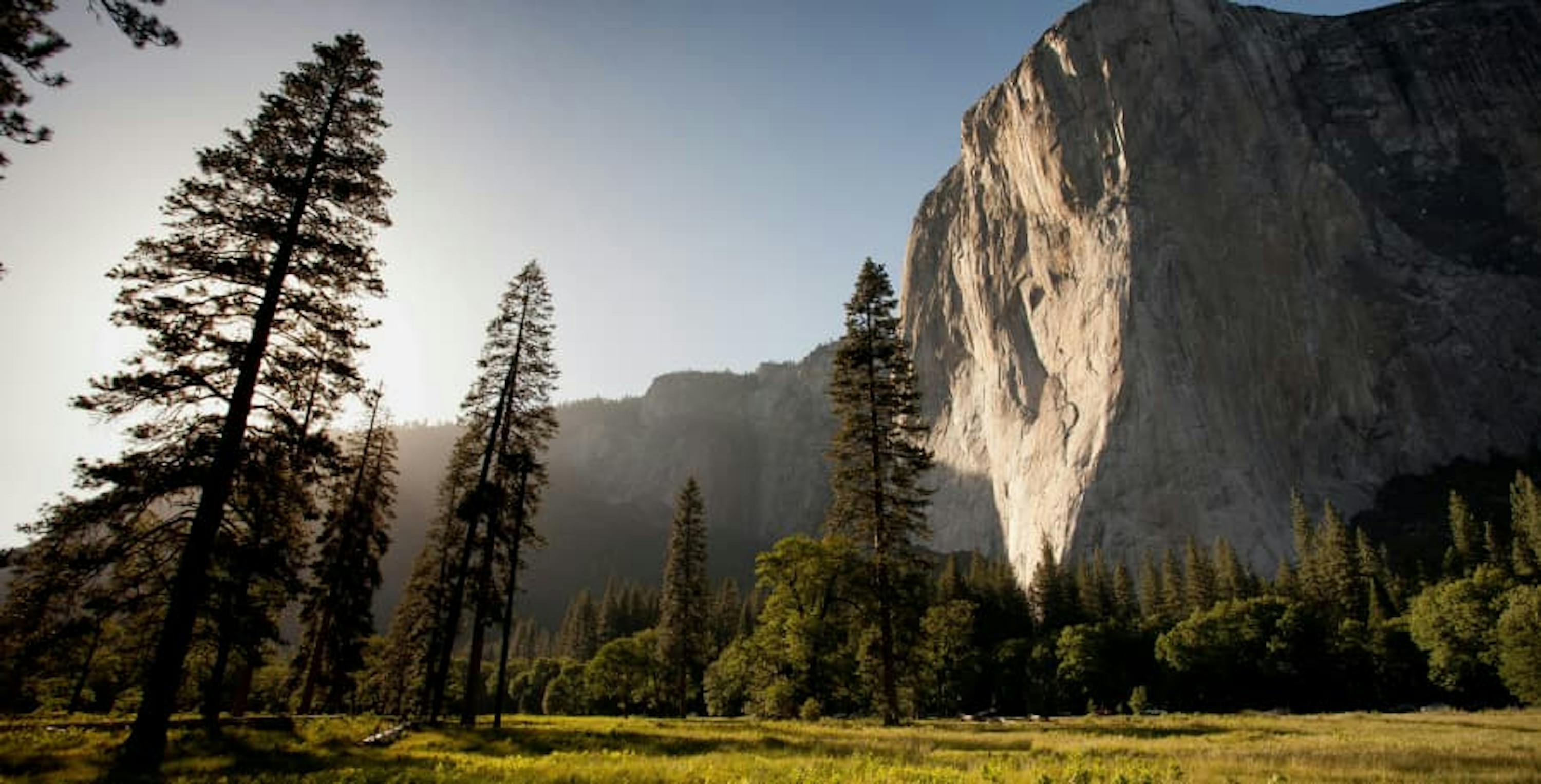 mountains and forest trees