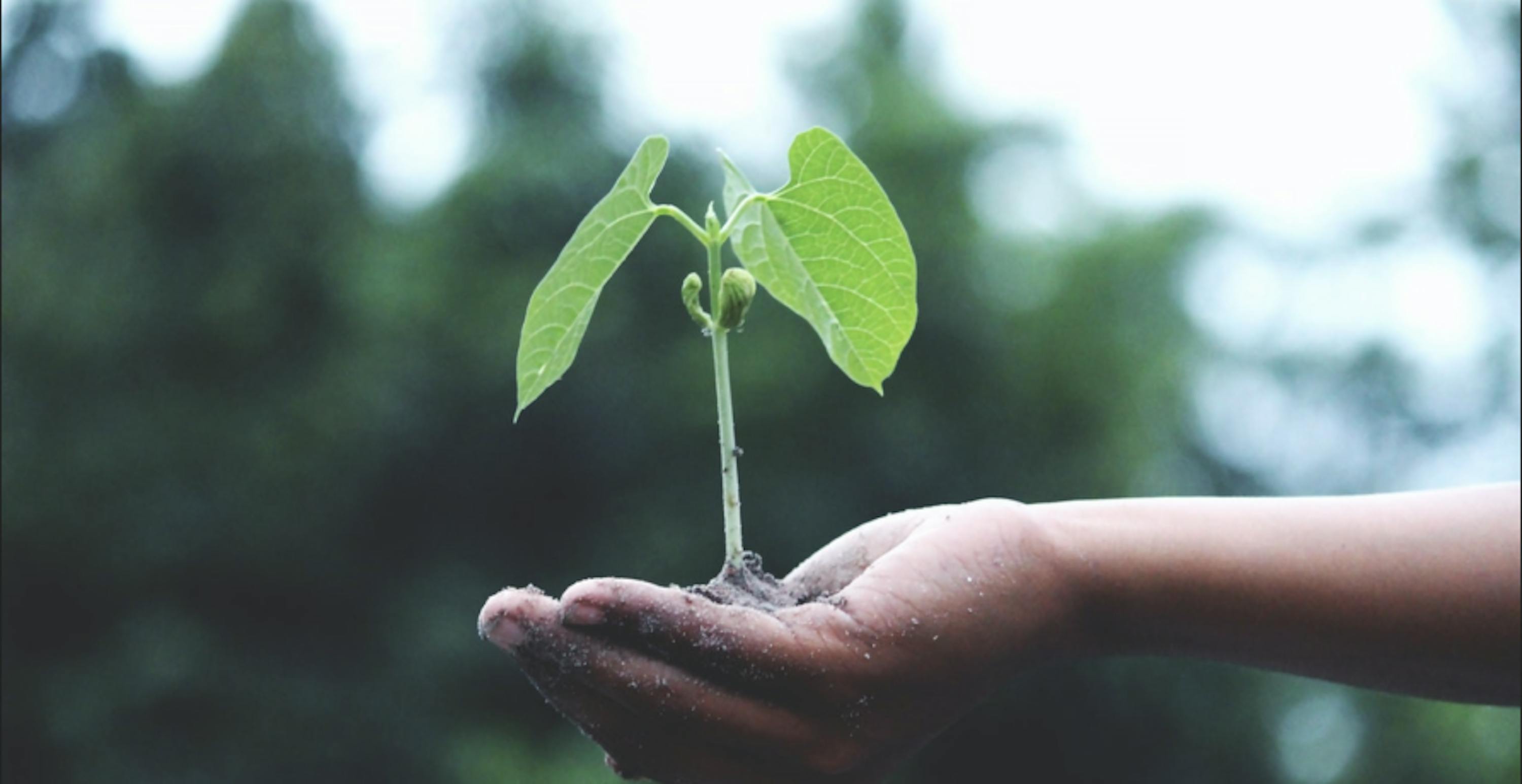 person holding a seedling plant 