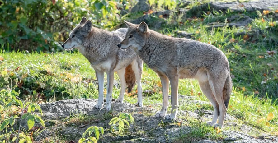 two wolves standing on a rock