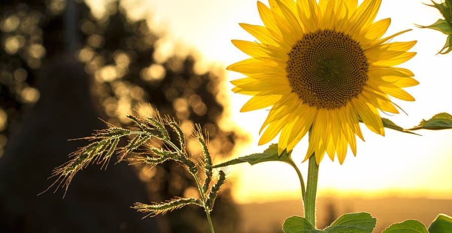 sunflower with sunrise behind it