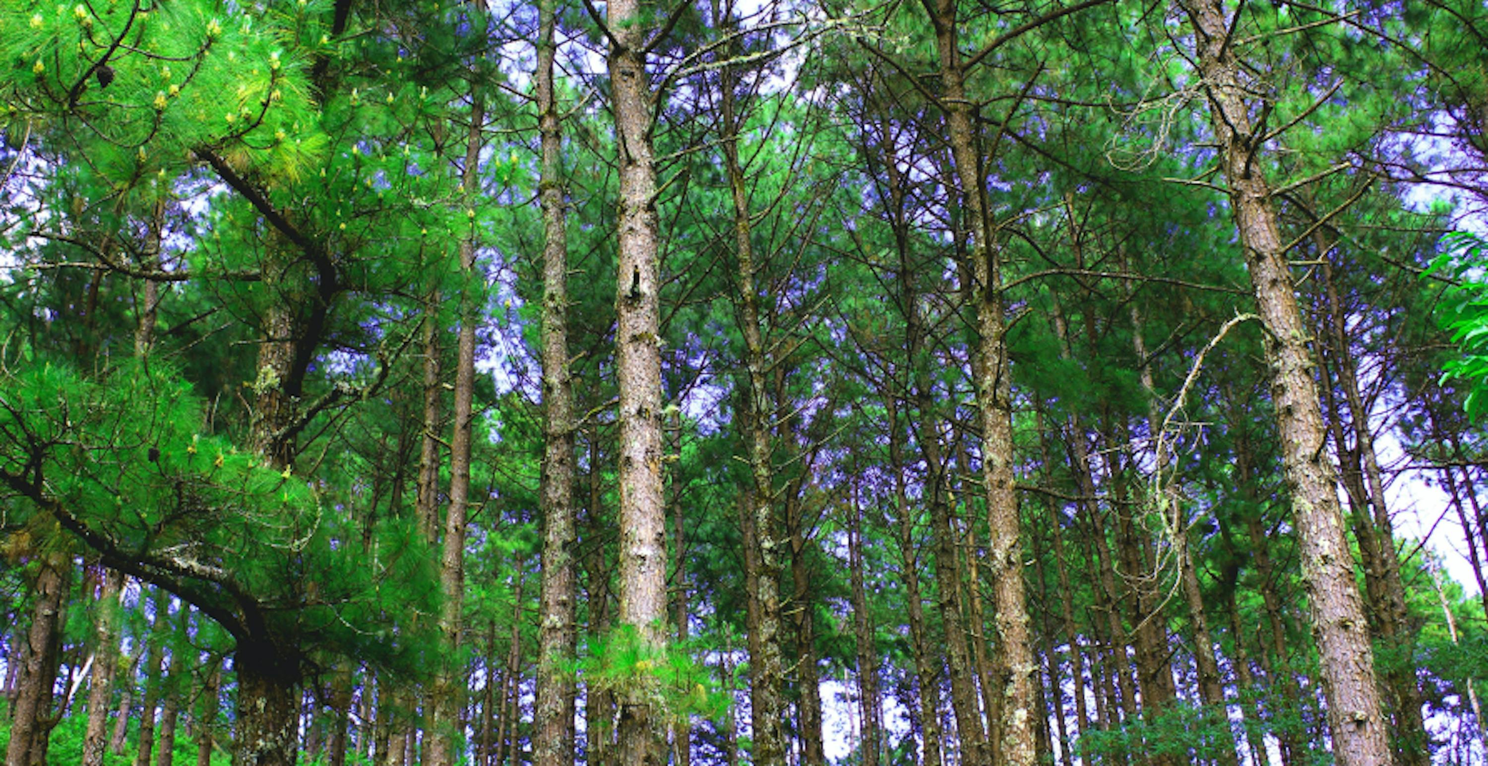 forest trees