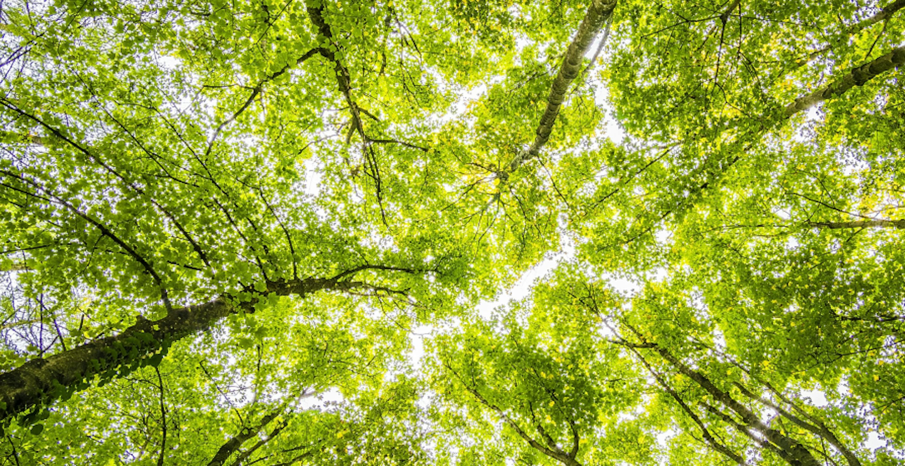 feuillage vert de plusieurs arbres