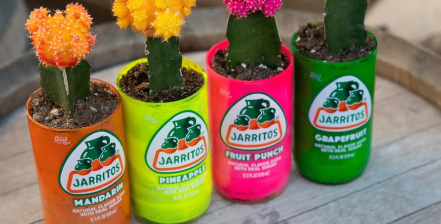 plants in jar upcycled