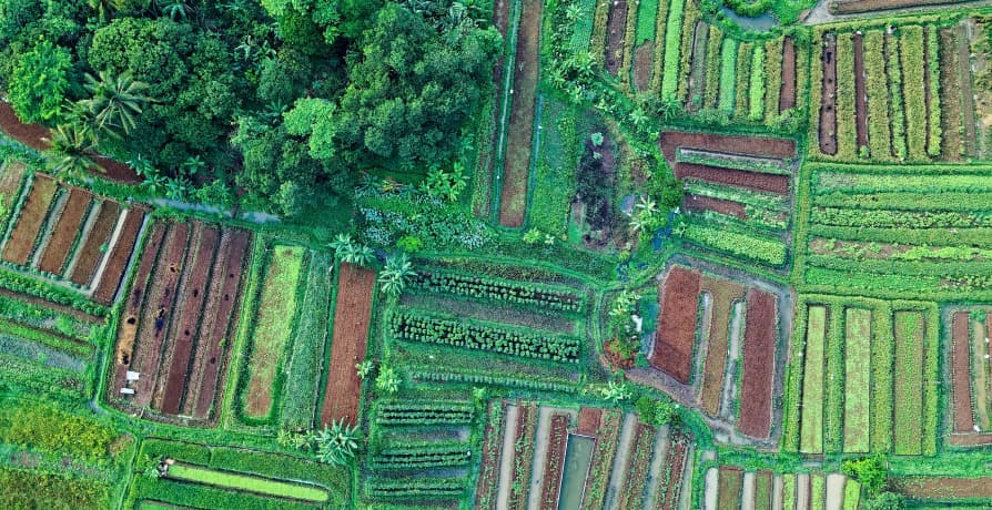 bird's eye view of green crop fields 