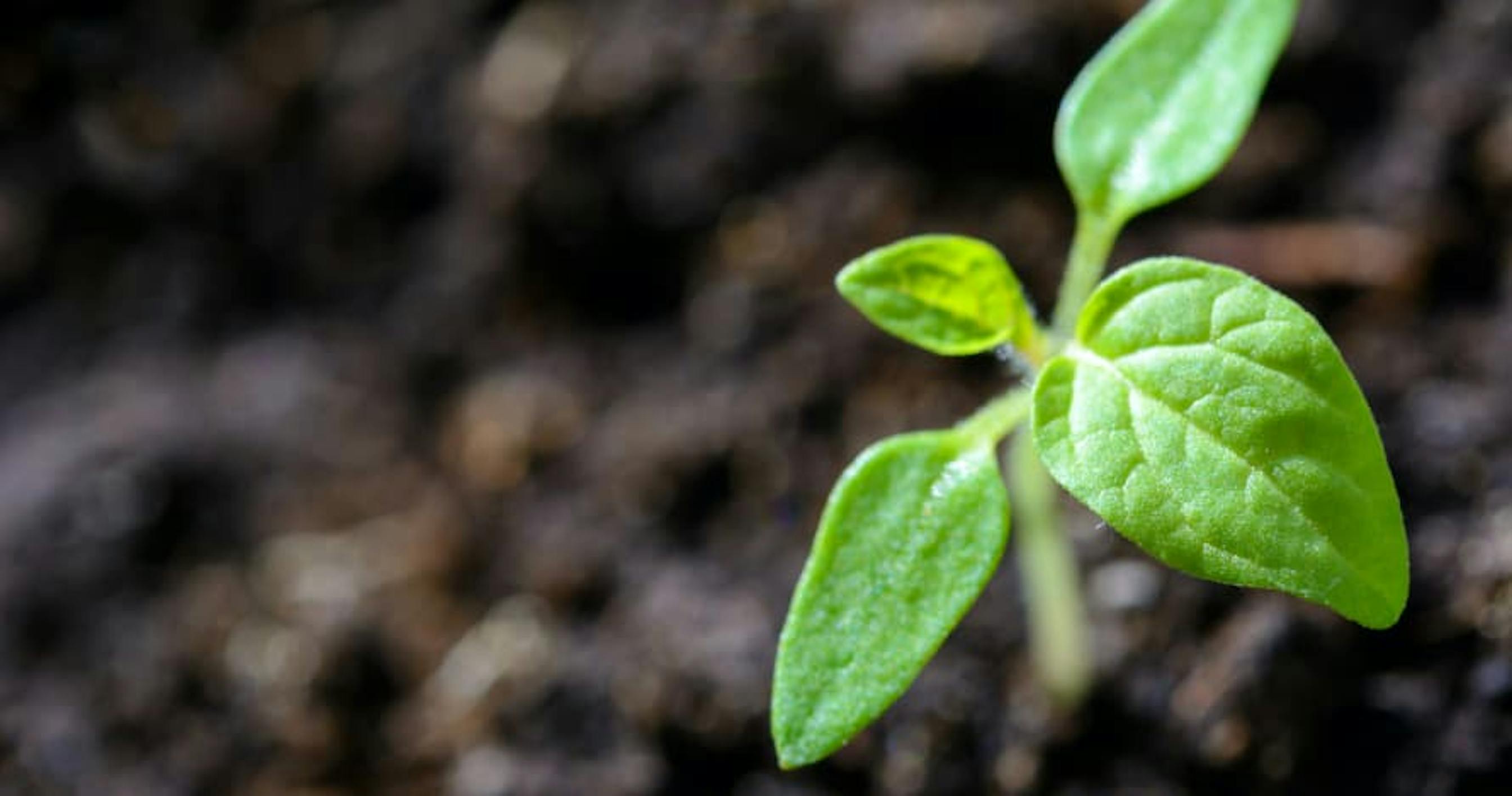 small seedling in soil