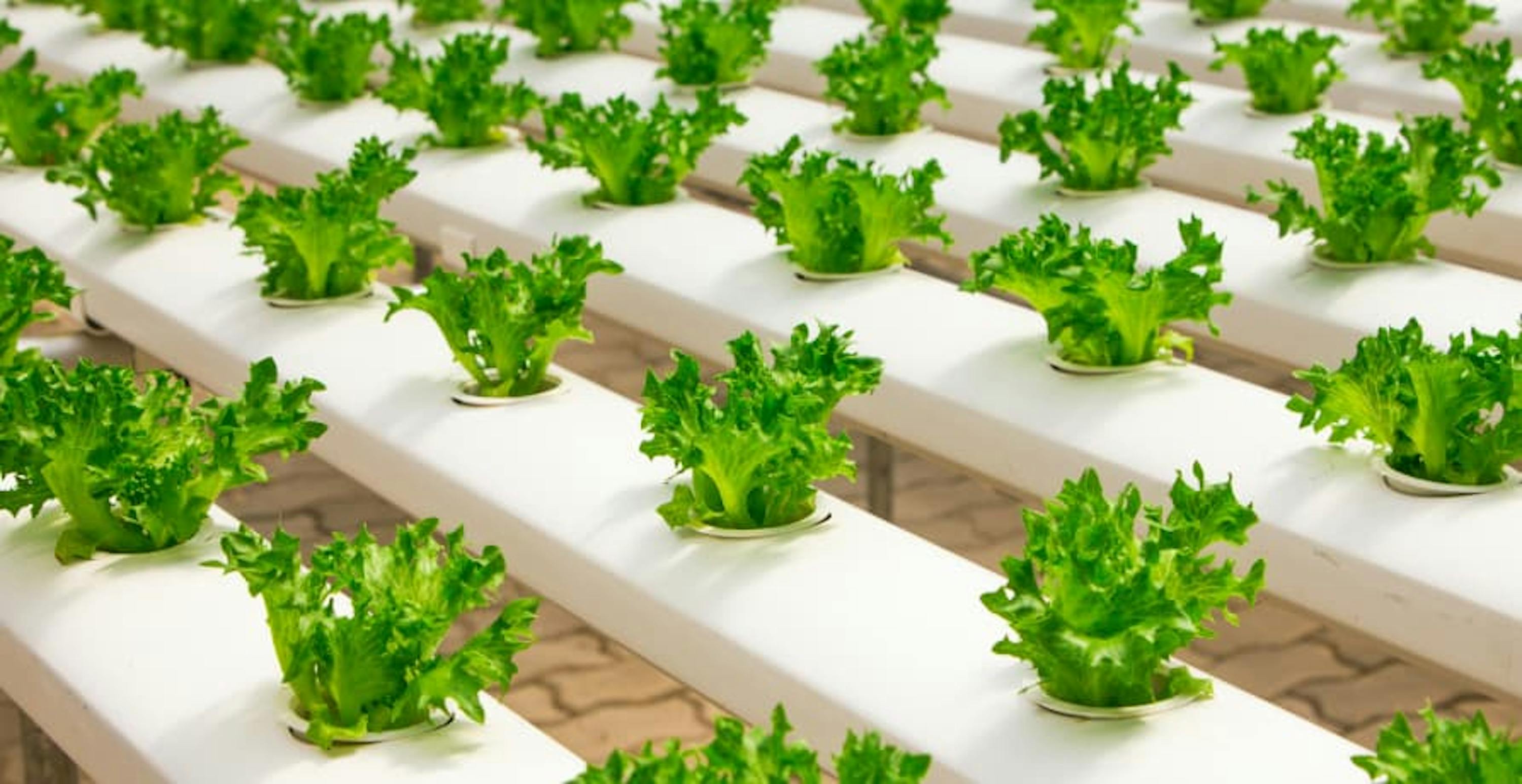 plants being grown in a vertical farm