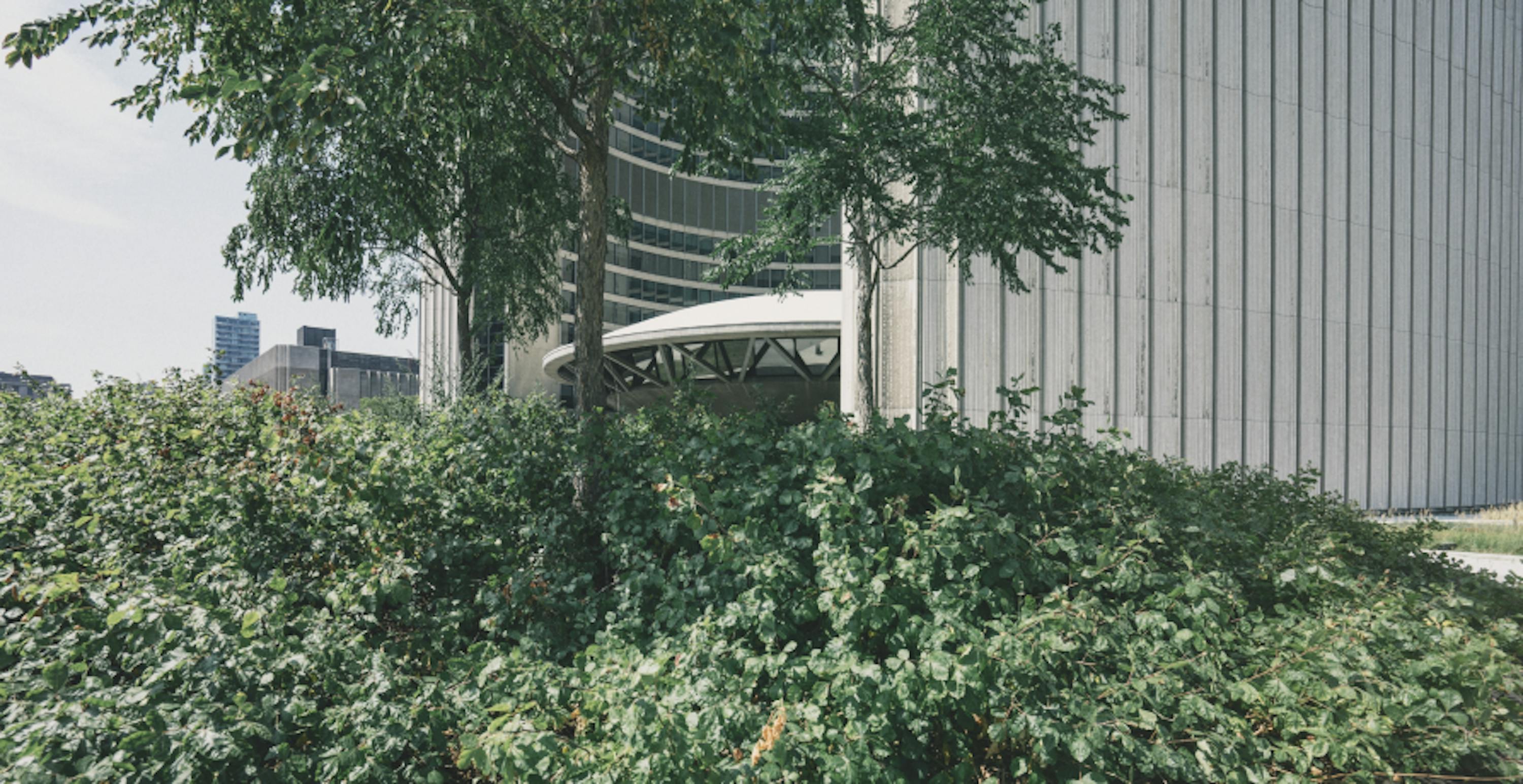 Small garden behind a building