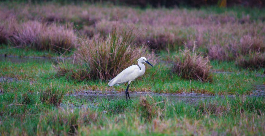 bird standing in marshland
