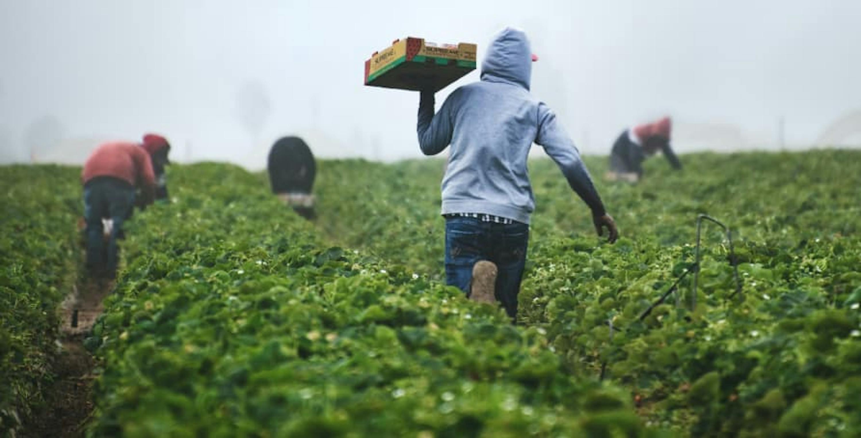 people carrying stuff on farm