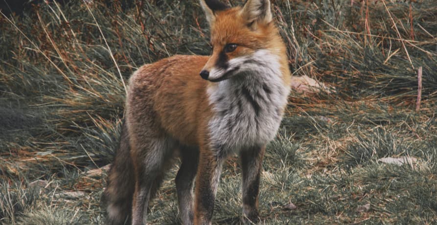 red fox standing in meadow