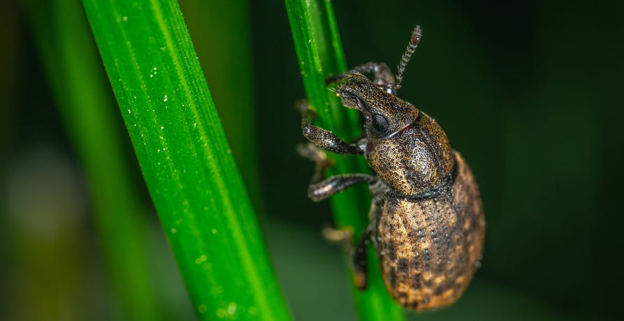 insect climbing up leaf