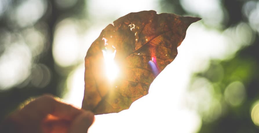 leaf held up to the sunlight