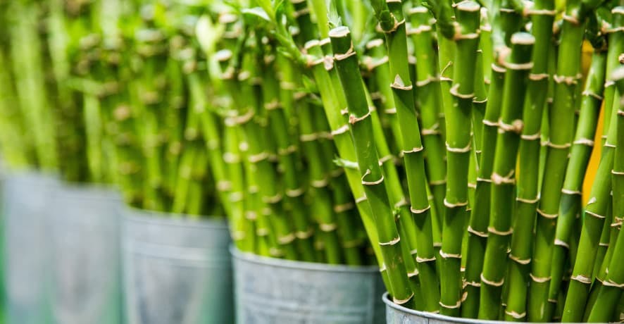 bamboo in pots