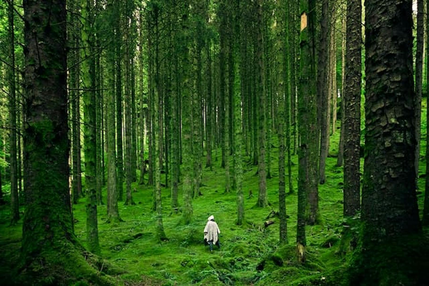 A person walking in a green forest