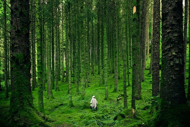 A person walking in a green forest