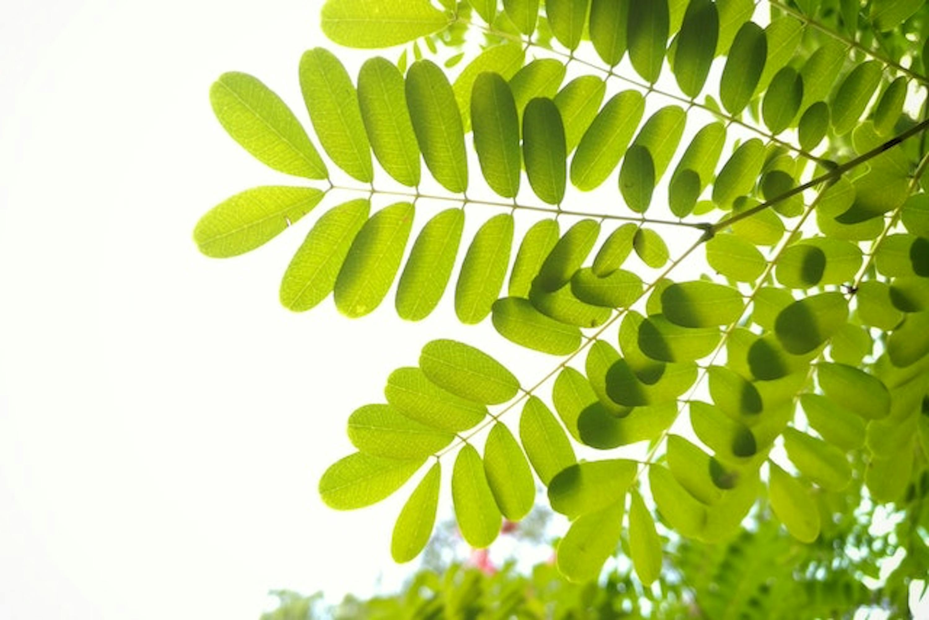 Green Leafed Leaves