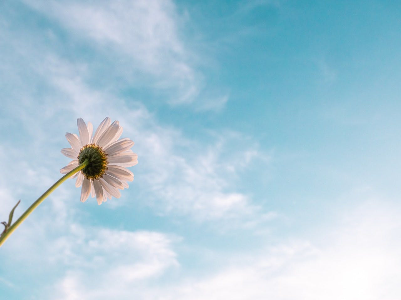 White daisy flower, blue sky