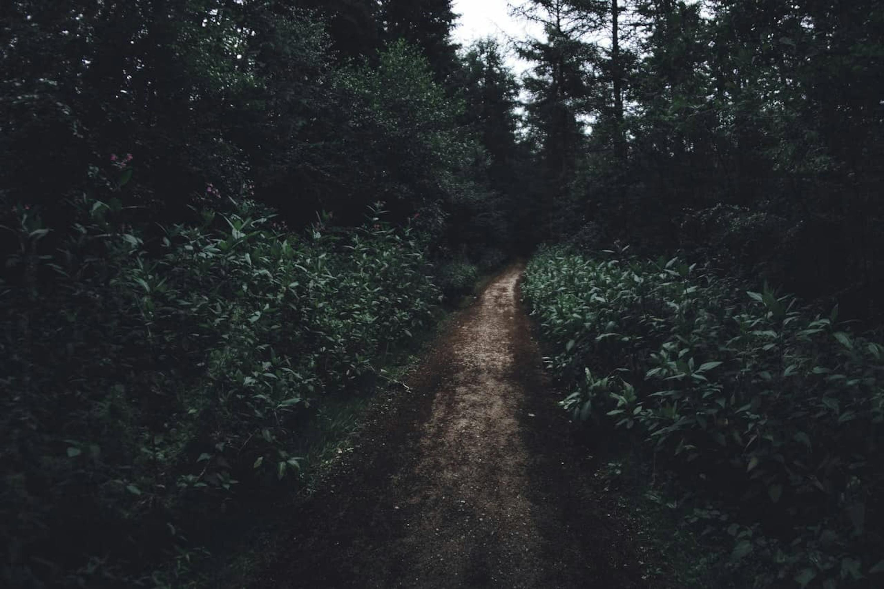 un chemin dans une forêt