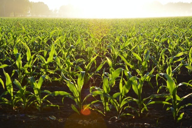 Green corn field with sunlight