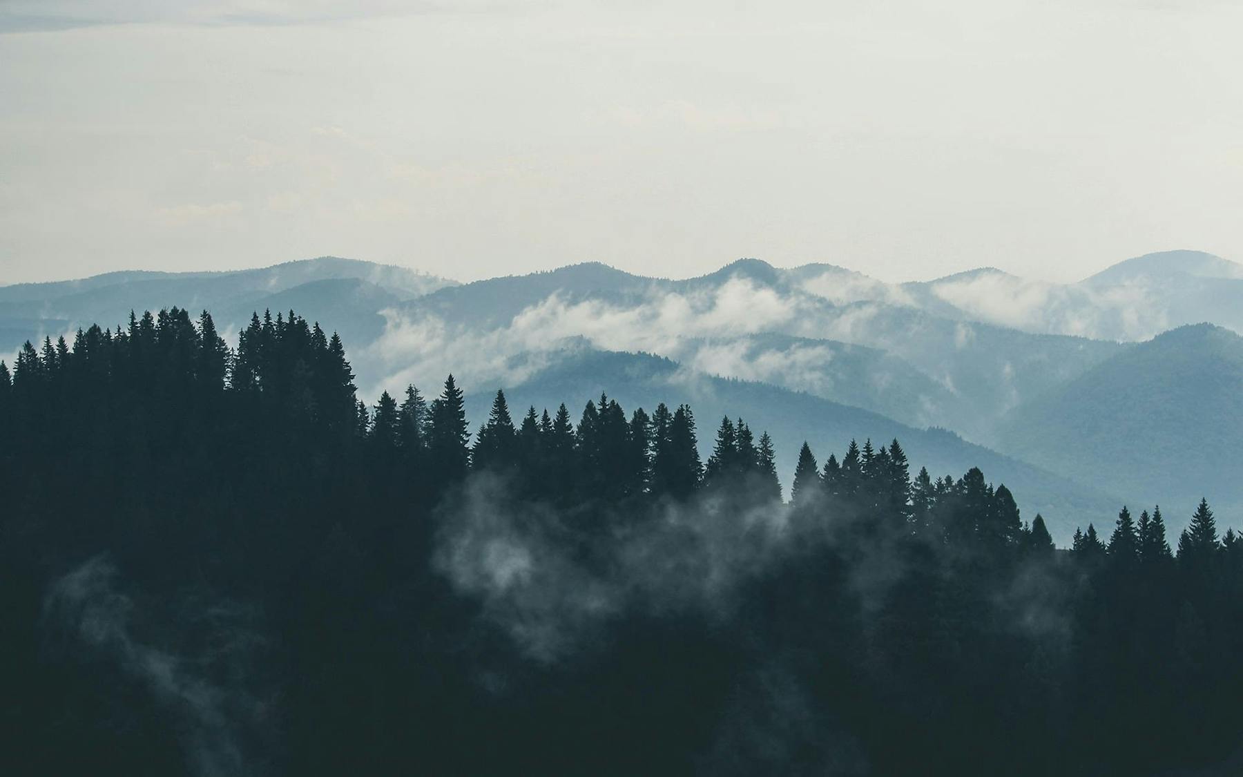 Forest mountain fog