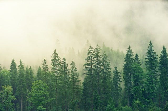 Forest green trees, fog