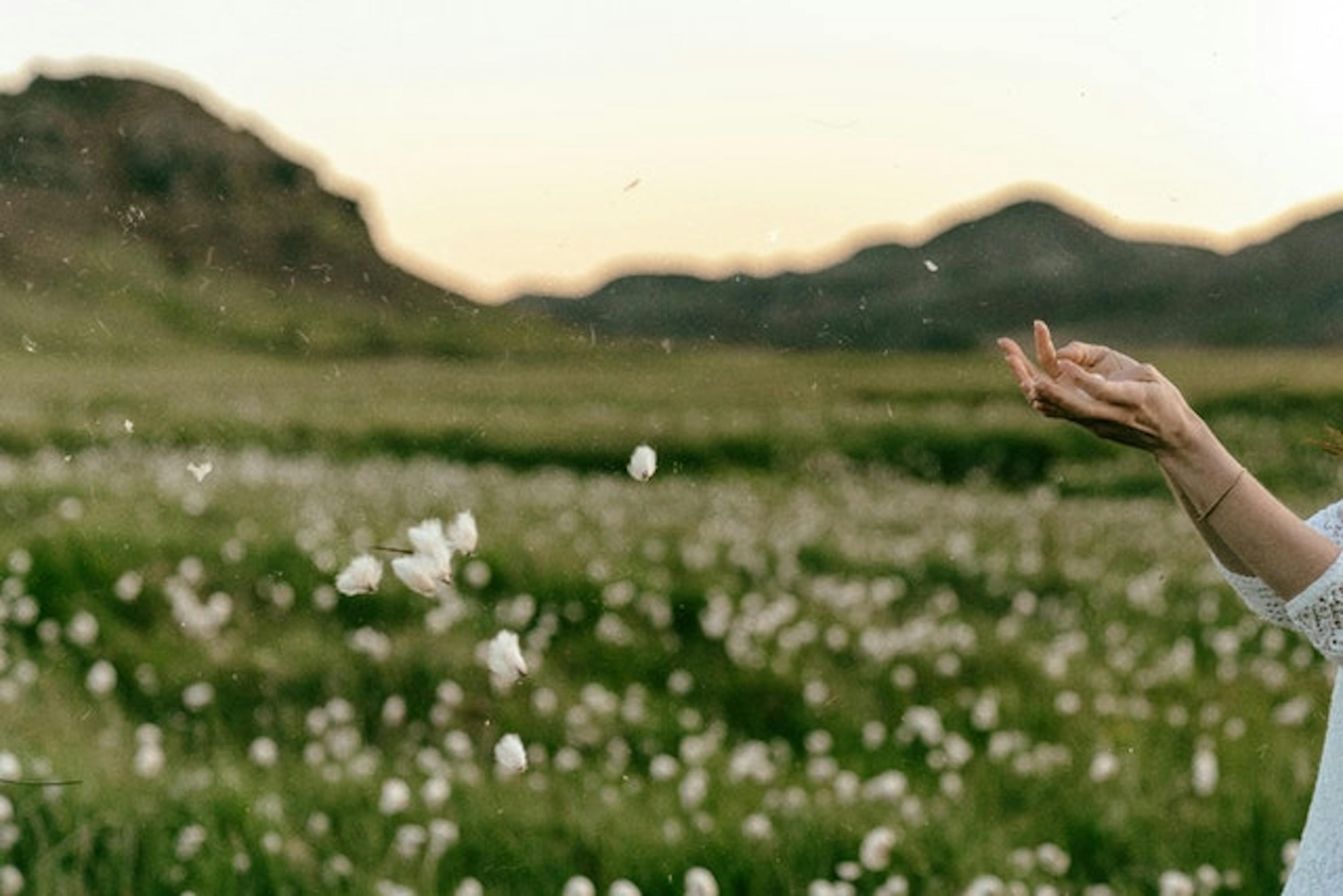 Persons hand on green grass field