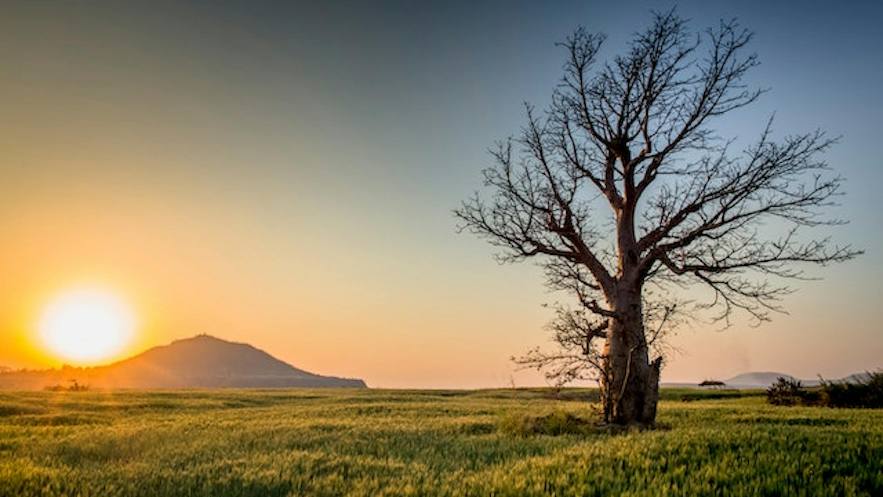 Landscape tree sunset