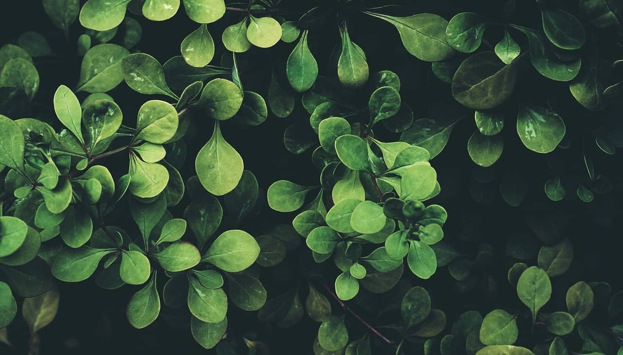 Plante à feuilles vertes