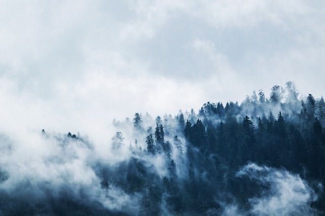 Forêt couverte de brume