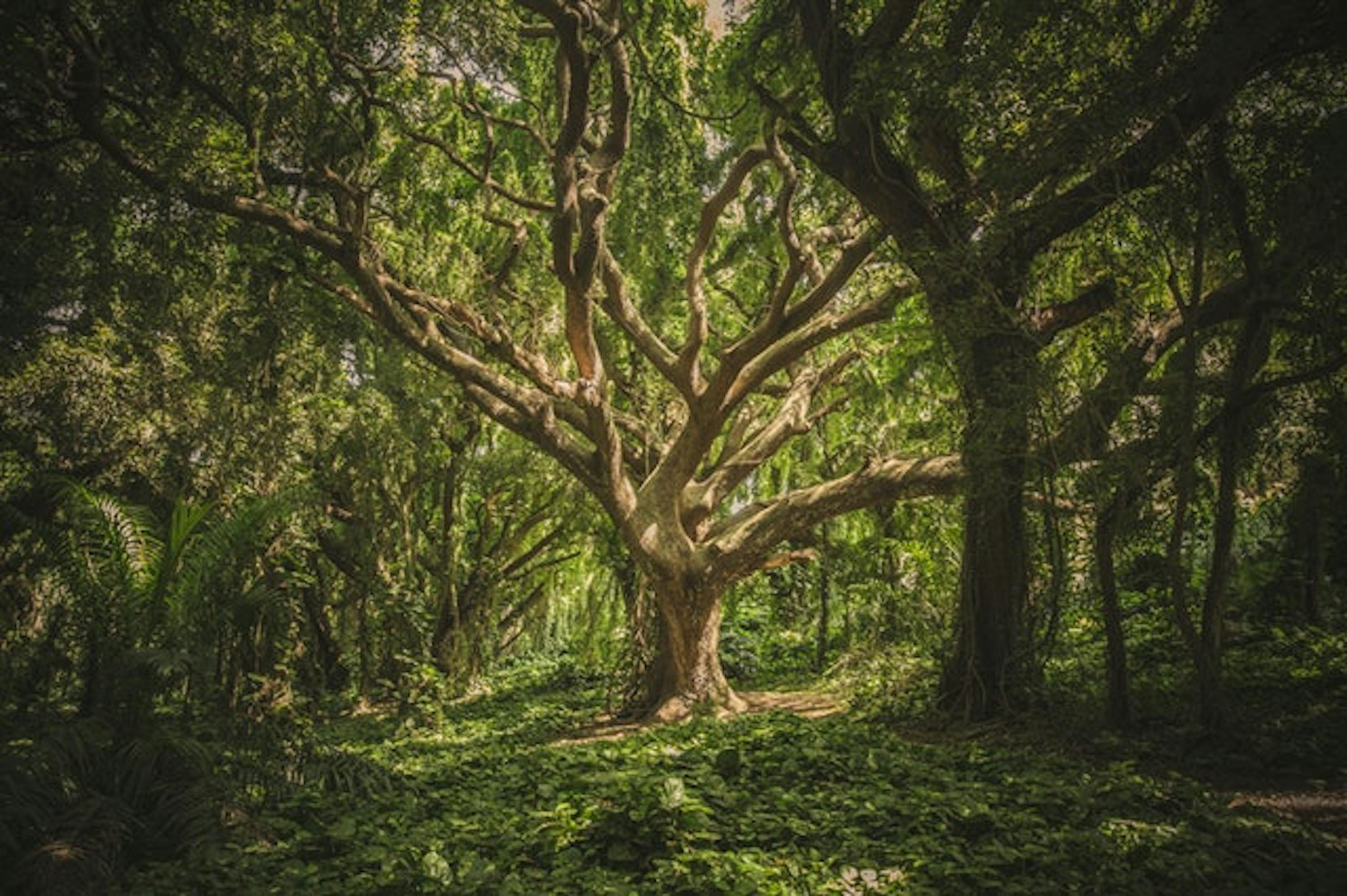 Un grand arbre dans une forêt