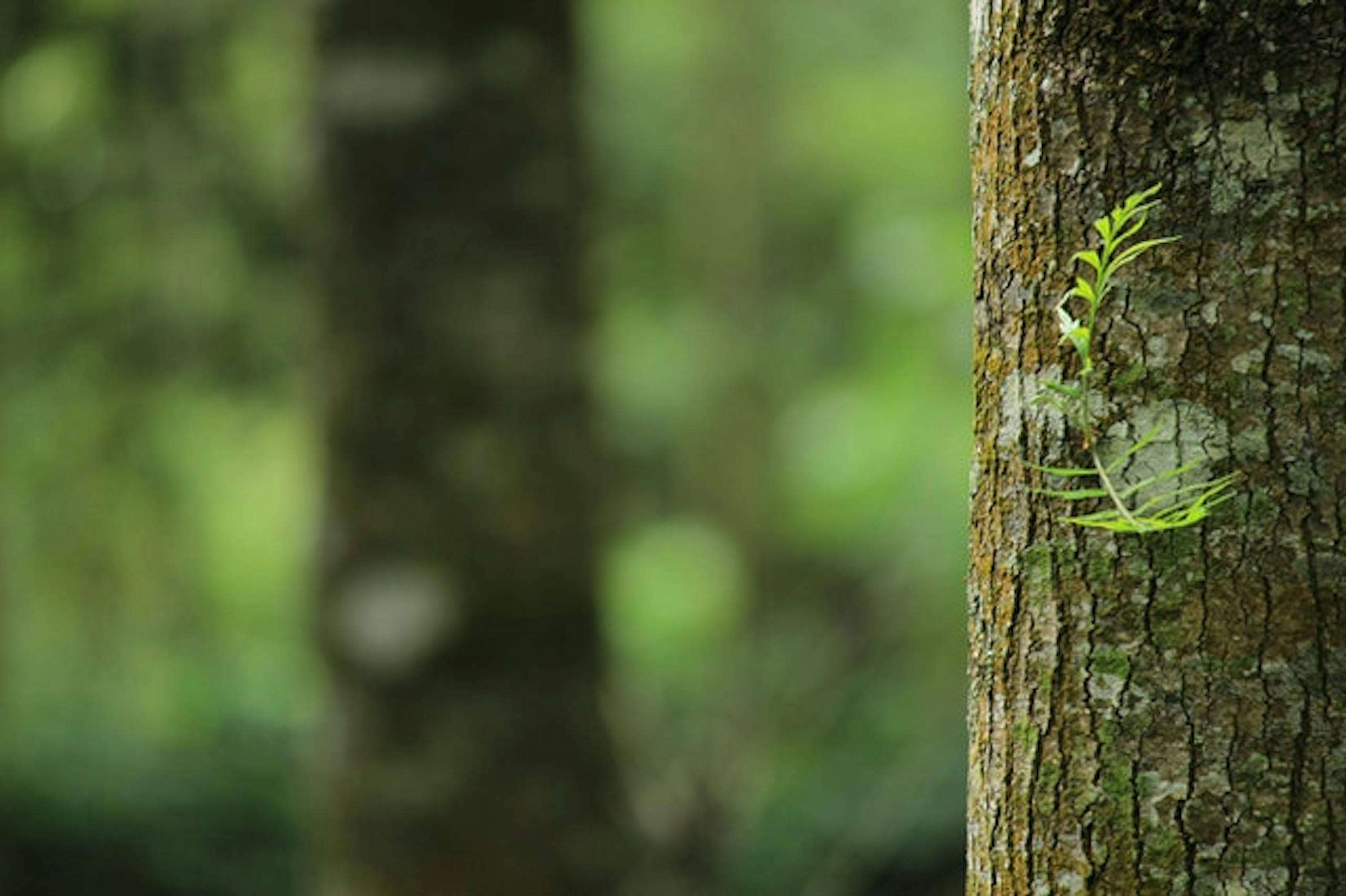 a tree trunk